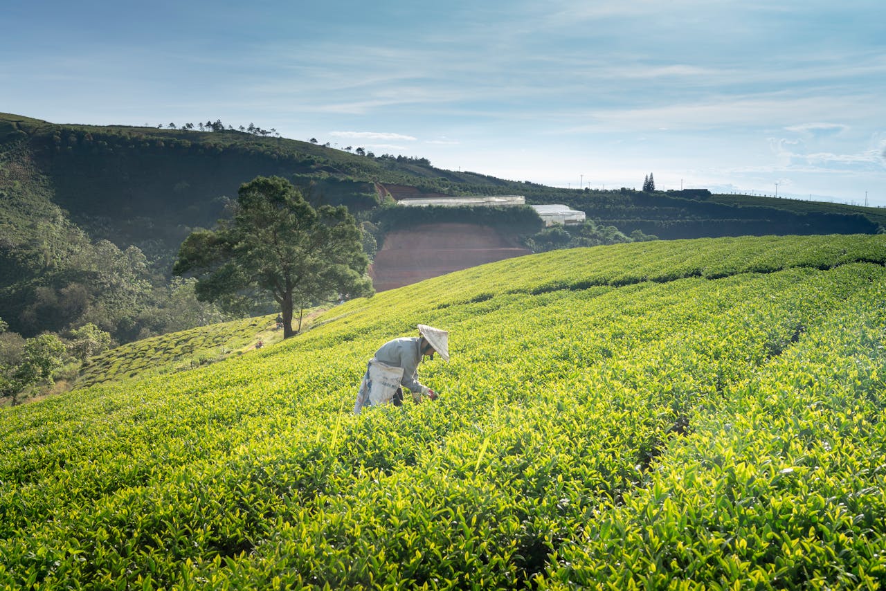 A farmer tends to a vibrant tea plantation on a sunny day, under a clear blue sky.