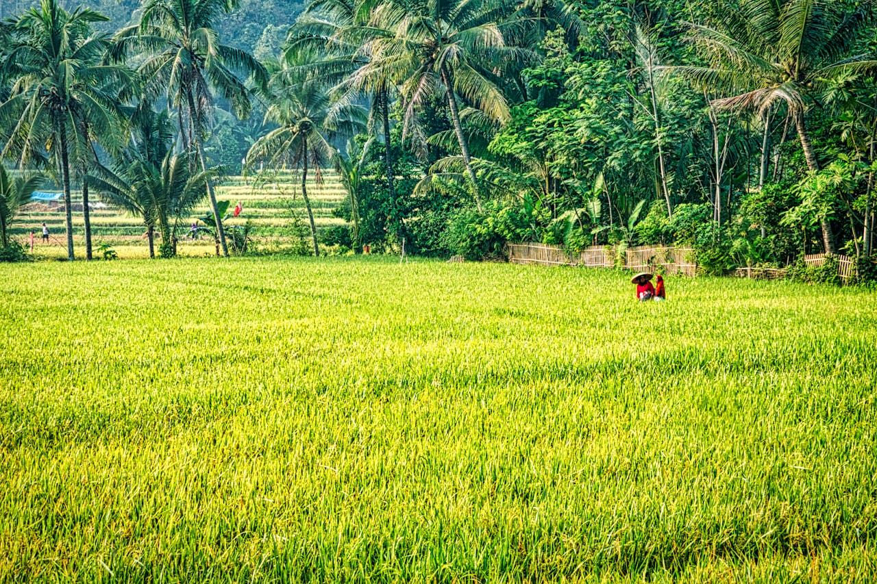Scenic rice fields with tropical palm trees in West Java, Indonesia, showcasing vibrant rural life.
