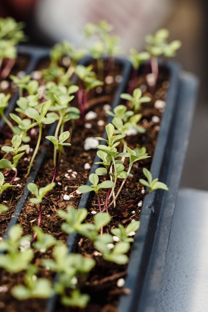 Detailed shot of seedlings growing in trays, showcasing the early stages of plant growth in a greenhouse.